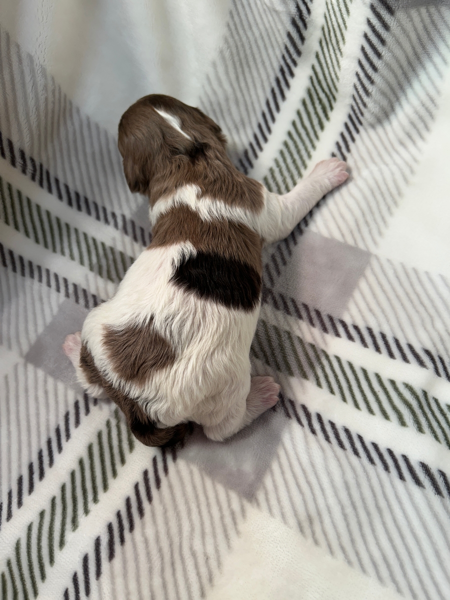 Parti-Colored Male Merle Cockapoo Puppy for Sale DOB 10-24-2025 $950